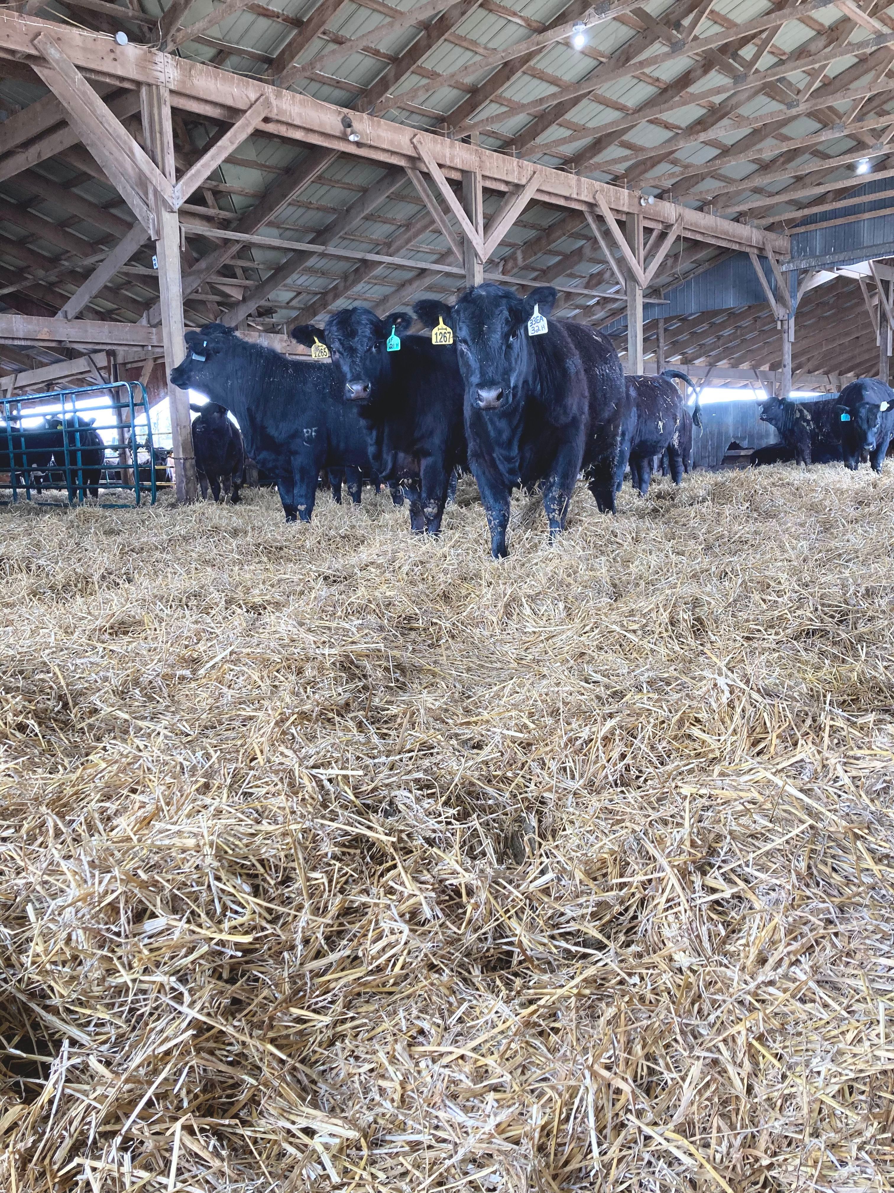 Home | Trimble Farms Cattle Company